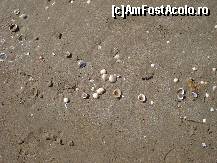 [P03] Scoici pe plaja nisipoasa din Kalamaki » foto by ionescunic
 - 
<span class="allrVoted glyphicon glyphicon-heart hidden" id="av92961"></span>
<a class="m-l-10 hidden" id="sv92961" onclick="voting_Foto_DelVot(,92961,872)" role="button">șterge vot <span class="glyphicon glyphicon-remove"></span></a>
<a id="v992961" class=" c-red"  onclick="voting_Foto_SetVot(92961)" role="button"><span class="glyphicon glyphicon-heart-empty"></span> <b>LIKE</b> = Votează poza</a> <img class="hidden"  id="f92961W9" src="/imagini/loader.gif" border="0" /><span class="AjErrMes hidden" id="e92961ErM"></span>