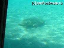 [P60] Caretta pe fundul marii » foto by ionescunic
 - 
<span class="allrVoted glyphicon glyphicon-heart hidden" id="av93457"></span>
<a class="m-l-10 hidden" id="sv93457" onclick="voting_Foto_DelVot(,93457,872)" role="button">șterge vot <span class="glyphicon glyphicon-remove"></span></a>
<a id="v993457" class=" c-red"  onclick="voting_Foto_SetVot(93457)" role="button"><span class="glyphicon glyphicon-heart-empty"></span> <b>LIKE</b> = Votează poza</a> <img class="hidden"  id="f93457W9" src="/imagini/loader.gif" border="0" /><span class="AjErrMes hidden" id="e93457ErM"></span>