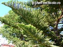 [P02] Ciudata specie de conifere pe care inca o mai caut in atlasul botanic » foto by Analitik*
 - 
<span class="allrVoted glyphicon glyphicon-heart hidden" id="av116121"></span>
<a class="m-l-10 hidden" id="sv116121" onclick="voting_Foto_DelVot(,116121,872)" role="button">șterge vot <span class="glyphicon glyphicon-remove"></span></a>
<a id="v9116121" class=" c-red"  onclick="voting_Foto_SetVot(116121)" role="button"><span class="glyphicon glyphicon-heart-empty"></span> <b>LIKE</b> = Votează poza</a> <img class="hidden"  id="f116121W9" src="/imagini/loader.gif" border="0" /><span class="AjErrMes hidden" id="e116121ErM"></span>