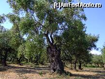 [P03] Maslinul, copacul zeitei » foto by Analitik*
 - 
<span class="allrVoted glyphicon glyphicon-heart hidden" id="av116123"></span>
<a class="m-l-10 hidden" id="sv116123" onclick="voting_Foto_DelVot(,116123,872)" role="button">șterge vot <span class="glyphicon glyphicon-remove"></span></a>
<a id="v9116123" class=" c-red"  onclick="voting_Foto_SetVot(116123)" role="button"><span class="glyphicon glyphicon-heart-empty"></span> <b>LIKE</b> = Votează poza</a> <img class="hidden"  id="f116123W9" src="/imagini/loader.gif" border="0" /><span class="AjErrMes hidden" id="e116123ErM"></span>