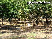 [P04] Dezmat citric langa Tsilivi » foto by Analitik*
 - 
<span class="allrVoted glyphicon glyphicon-heart hidden" id="av116125"></span>
<a class="m-l-10 hidden" id="sv116125" onclick="voting_Foto_DelVot(,116125,872)" role="button">șterge vot <span class="glyphicon glyphicon-remove"></span></a>
<a id="v9116125" class=" c-red"  onclick="voting_Foto_SetVot(116125)" role="button"><span class="glyphicon glyphicon-heart-empty"></span> <b>LIKE</b> = Votează poza</a> <img class="hidden"  id="f116125W9" src="/imagini/loader.gif" border="0" /><span class="AjErrMes hidden" id="e116125ErM"></span>