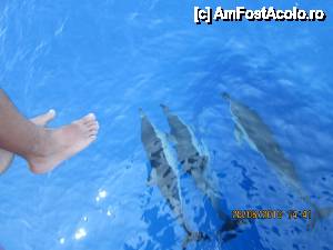 [P22] Delfinii care ne-au entuziasmat cu jocul lor.  » foto by vivas71
 - 
<span class="allrVoted glyphicon glyphicon-heart hidden" id="av434973"></span>
<a class="m-l-10 hidden" id="sv434973" onclick="voting_Foto_DelVot(,434973,872)" role="button">șterge vot <span class="glyphicon glyphicon-remove"></span></a>
<a id="v9434973" class=" c-red"  onclick="voting_Foto_SetVot(434973)" role="button"><span class="glyphicon glyphicon-heart-empty"></span> <b>LIKE</b> = Votează poza</a> <img class="hidden"  id="f434973W9" src="/imagini/loader.gif" border="0" /><span class="AjErrMes hidden" id="e434973ErM"></span>