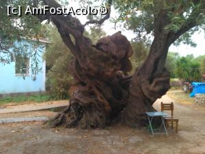 [P23] Se spune ca este cel mai vechi maslin din insula » foto by xpac
 - 
<span class="allrVoted glyphicon glyphicon-heart hidden" id="av931883"></span>
<a class="m-l-10 hidden" id="sv931883" onclick="voting_Foto_DelVot(,931883,872)" role="button">șterge vot <span class="glyphicon glyphicon-remove"></span></a>
<a id="v9931883" class=" c-red"  onclick="voting_Foto_SetVot(931883)" role="button"><span class="glyphicon glyphicon-heart-empty"></span> <b>LIKE</b> = Votează poza</a> <img class="hidden"  id="f931883W9" src="/imagini/loader.gif" border="0" /><span class="AjErrMes hidden" id="e931883ErM"></span>