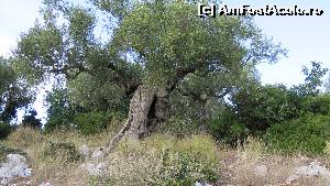 [P17] maslin batran, pe drumul dintre Capul Skinari si Volimes » foto by nosferatoo
 - 
<span class="allrVoted glyphicon glyphicon-heart hidden" id="av562582"></span>
<a class="m-l-10 hidden" id="sv562582" onclick="voting_Foto_DelVot(,562582,872)" role="button">șterge vot <span class="glyphicon glyphicon-remove"></span></a>
<a id="v9562582" class=" c-red"  onclick="voting_Foto_SetVot(562582)" role="button"><span class="glyphicon glyphicon-heart-empty"></span> <b>LIKE</b> = Votează poza</a> <img class="hidden"  id="f562582W9" src="/imagini/loader.gif" border="0" /><span class="AjErrMes hidden" id="e562582ErM"></span>