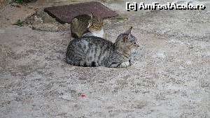 [P31] pisici zakynthiene in curtea manastirii » foto by nosferatoo
 - 
<span class="allrVoted glyphicon glyphicon-heart hidden" id="av562596"></span>
<a class="m-l-10 hidden" id="sv562596" onclick="voting_Foto_DelVot(,562596,872)" role="button">șterge vot <span class="glyphicon glyphicon-remove"></span></a>
<a id="v9562596" class=" c-red"  onclick="voting_Foto_SetVot(562596)" role="button"><span class="glyphicon glyphicon-heart-empty"></span> <b>LIKE</b> = Votează poza</a> <img class="hidden"  id="f562596W9" src="/imagini/loader.gif" border="0" /><span class="AjErrMes hidden" id="e562596ErM"></span>