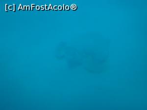 [P59] testoasa pe fundul marii vazuta din submarinul galben » foto by adryana
 - 
<span class="allrVoted glyphicon glyphicon-heart hidden" id="av951967"></span>
<a class="m-l-10 hidden" id="sv951967" onclick="voting_Foto_DelVot(,951967,872)" role="button">șterge vot <span class="glyphicon glyphicon-remove"></span></a>
<a id="v9951967" class=" c-red"  onclick="voting_Foto_SetVot(951967)" role="button"><span class="glyphicon glyphicon-heart-empty"></span> <b>LIKE</b> = Votează poza</a> <img class="hidden"  id="f951967W9" src="/imagini/loader.gif" border="0" /><span class="AjErrMes hidden" id="e951967ErM"></span>