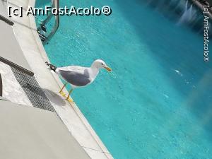 [P13] Albatrosii au fost prezenti si la masa si la piscina » foto by fredutza
 - 
<span class="allrVoted glyphicon glyphicon-heart hidden" id="av1074051"></span>
<a class="m-l-10 hidden" id="sv1074051" onclick="voting_Foto_DelVot(,1074051,881)" role="button">șterge vot <span class="glyphicon glyphicon-remove"></span></a>
<a id="v91074051" class=" c-red"  onclick="voting_Foto_SetVot(1074051)" role="button"><span class="glyphicon glyphicon-heart-empty"></span> <b>LIKE</b> = Votează poza</a> <img class="hidden"  id="f1074051W9" src="/imagini/loader.gif" border="0" /><span class="AjErrMes hidden" id="e1074051ErM"></span>