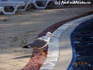 [P39] dupa ce a infulecat-o dintr-o data, s-a dus sa bea apa din piscina » foto by cmari67
 - 
<span class="allrVoted glyphicon glyphicon-heart hidden" id="av537616"></span>
<a class="m-l-10 hidden" id="sv537616" onclick="voting_Foto_DelVot(,537616,886)" role="button">șterge vot <span class="glyphicon glyphicon-remove"></span></a>
<a id="v9537616" class=" c-red"  onclick="voting_Foto_SetVot(537616)" role="button"><span class="glyphicon glyphicon-heart-empty"></span> <b>LIKE</b> = Votează poza</a> <img class="hidden"  id="f537616W9" src="/imagini/loader.gif" border="0" /><span class="AjErrMes hidden" id="e537616ErM"></span>