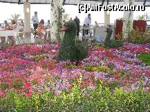 [P64] Un aranjament floral,sus ,la terasa restaurantului. » foto by georgiana
 - 
<span class="allrVoted glyphicon glyphicon-heart hidden" id="av81115"></span>
<a class="m-l-10 hidden" id="sv81115" onclick="voting_Foto_DelVot(,81115,89)" role="button">șterge vot <span class="glyphicon glyphicon-remove"></span></a>
<a id="v981115" class=" c-red"  onclick="voting_Foto_SetVot(81115)" role="button"><span class="glyphicon glyphicon-heart-empty"></span> <b>LIKE</b> = Votează poza</a> <img class="hidden"  id="f81115W9" src="/imagini/loader.gif" border="0" /><span class="AjErrMes hidden" id="e81115ErM"></span>