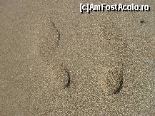 [P97] Nisipul era foarte fin. » foto by georgiana
 - 
<span class="allrVoted glyphicon glyphicon-heart hidden" id="av81255"></span>
<a class="m-l-10 hidden" id="sv81255" onclick="voting_Foto_DelVot(,81255,89)" role="button">șterge vot <span class="glyphicon glyphicon-remove"></span></a>
<a id="v981255" class=" c-red"  onclick="voting_Foto_SetVot(81255)" role="button"><span class="glyphicon glyphicon-heart-empty"></span> <b>LIKE</b> = Votează poza</a> <img class="hidden"  id="f81255W9" src="/imagini/loader.gif" border="0" /><span class="AjErrMes hidden" id="e81255ErM"></span>