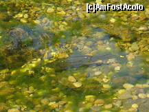 [P70] SI UN PESTISOR,INTR-UN LOC AMENAJAT LA PISCINA » foto by nykorro*
 - 
<span class="allrVoted glyphicon glyphicon-heart hidden" id="av157966"></span>
<a class="m-l-10 hidden" id="sv157966" onclick="voting_Foto_DelVot(,157966,896)" role="button">șterge vot <span class="glyphicon glyphicon-remove"></span></a>
<a id="v9157966" class=" c-red"  onclick="voting_Foto_SetVot(157966)" role="button"><span class="glyphicon glyphicon-heart-empty"></span> <b>LIKE</b> = Votează poza</a> <img class="hidden"  id="f157966W9" src="/imagini/loader.gif" border="0" /><span class="AjErrMes hidden" id="e157966ErM"></span>