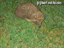 [P06] fauna  locala:)) » foto by cristian pinte
 - 
<span class="allrVoted glyphicon glyphicon-heart hidden" id="av191306"></span>
<a class="m-l-10 hidden" id="sv191306" onclick="voting_Foto_DelVot(,191306,90)" role="button">șterge vot <span class="glyphicon glyphicon-remove"></span></a>
<a id="v9191306" class=" c-red"  onclick="voting_Foto_SetVot(191306)" role="button"><span class="glyphicon glyphicon-heart-empty"></span> <b>LIKE</b> = Votează poza</a> <img class="hidden"  id="f191306W9" src="/imagini/loader.gif" border="0" /><span class="AjErrMes hidden" id="e191306ErM"></span>
