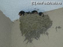 [P01] Familia de randunele de pe terasa. » foto by alexgavrila
 - 
<span class="allrVoted glyphicon glyphicon-heart hidden" id="av36454"></span>
<a class="m-l-10 hidden" id="sv36454" onclick="voting_Foto_DelVot(,36454,935)" role="button">șterge vot <span class="glyphicon glyphicon-remove"></span></a>
<a id="v936454" class=" c-red"  onclick="voting_Foto_SetVot(36454)" role="button"><span class="glyphicon glyphicon-heart-empty"></span> <b>LIKE</b> = Votează poza</a> <img class="hidden"  id="f36454W9" src="/imagini/loader.gif" border="0" /><span class="AjErrMes hidden" id="e36454ErM"></span>