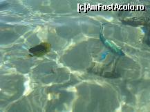 [P24]  -- <small>// FĂRĂ DESCRIERE</small> » foto by CONCEDIU
 - 
<span class="allrVoted glyphicon glyphicon-heart hidden" id="av317631"></span>
<a class="m-l-10 hidden" id="sv317631" onclick="voting_Foto_DelVot(,317631,938)" role="button">șterge vot <span class="glyphicon glyphicon-remove"></span></a>
<a id="v9317631" class=" c-red"  onclick="voting_Foto_SetVot(317631)" role="button"><span class="glyphicon glyphicon-heart-empty"></span> <b>LIKE</b> = Votează poza</a> <img class="hidden"  id="f317631W9" src="/imagini/loader.gif" border="0" /><span class="AjErrMes hidden" id="e317631ErM"></span>