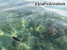 [P37] super » foto by CONCEDIU
 - 
<span class="allrVoted glyphicon glyphicon-heart hidden" id="av317644"></span>
<a class="m-l-10 hidden" id="sv317644" onclick="voting_Foto_DelVot(,317644,938)" role="button">șterge vot <span class="glyphicon glyphicon-remove"></span></a>
<a id="v9317644" class=" c-red"  onclick="voting_Foto_SetVot(317644)" role="button"><span class="glyphicon glyphicon-heart-empty"></span> <b>LIKE</b> = Votează poza</a> <img class="hidden"  id="f317644W9" src="/imagini/loader.gif" border="0" /><span class="AjErrMes hidden" id="e317644ErM"></span>