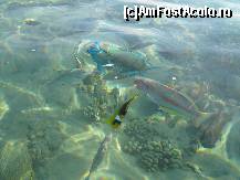 [P40]  -- <small>// FĂRĂ DESCRIERE</small> » foto by CONCEDIU
 - 
<span class="allrVoted glyphicon glyphicon-heart hidden" id="av317649"></span>
<a class="m-l-10 hidden" id="sv317649" onclick="voting_Foto_DelVot(,317649,938)" role="button">șterge vot <span class="glyphicon glyphicon-remove"></span></a>
<a id="v9317649" class=" c-red"  onclick="voting_Foto_SetVot(317649)" role="button"><span class="glyphicon glyphicon-heart-empty"></span> <b>LIKE</b> = Votează poza</a> <img class="hidden"  id="f317649W9" src="/imagini/loader.gif" border="0" /><span class="AjErrMes hidden" id="e317649ErM"></span>