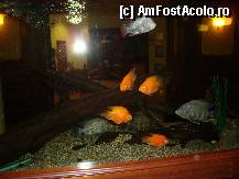 [P29] Frumosul acvariu de la receptie! » foto by balasa violeta
 - 
<span class="allrVoted glyphicon glyphicon-heart hidden" id="av309793"></span>
<a class="m-l-10 hidden" id="sv309793" onclick="voting_Foto_DelVot(,309793,947)" role="button">șterge vot <span class="glyphicon glyphicon-remove"></span></a>
<a id="v9309793" class=" c-red"  onclick="voting_Foto_SetVot(309793)" role="button"><span class="glyphicon glyphicon-heart-empty"></span> <b>LIKE</b> = Votează poza</a> <img class="hidden"  id="f309793W9" src="/imagini/loader.gif" border="0" /><span class="AjErrMes hidden" id="e309793ErM"></span>