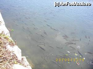 [P03] Unii peşti erau chiar foarte mari şi nu se temeau de turiştii care le aruncau bucăţi de pâine.  » foto by bose
 - 
<span class="allrVoted glyphicon glyphicon-heart hidden" id="av395007"></span>
<a class="m-l-10 hidden" id="sv395007" onclick="voting_Foto_DelVot(,395007,959)" role="button">șterge vot <span class="glyphicon glyphicon-remove"></span></a>
<a id="v9395007" class=" c-red"  onclick="voting_Foto_SetVot(395007)" role="button"><span class="glyphicon glyphicon-heart-empty"></span> <b>LIKE</b> = Votează poza</a> <img class="hidden"  id="f395007W9" src="/imagini/loader.gif" border="0" /><span class="AjErrMes hidden" id="e395007ErM"></span>