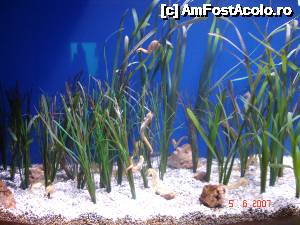 [P47] Am vazut pentru prima data caluti de mare si am fost uimita cat de mici sunt...  » foto by arru
 - 
<span class="allrVoted glyphicon glyphicon-heart hidden" id="av493163"></span>
<a class="m-l-10 hidden" id="sv493163" onclick="voting_Foto_DelVot(,493163,959)" role="button">șterge vot <span class="glyphicon glyphicon-remove"></span></a>
<a id="v9493163" class=" c-red"  onclick="voting_Foto_SetVot(493163)" role="button"><span class="glyphicon glyphicon-heart-empty"></span> <b>LIKE</b> = Votează poza</a> <img class="hidden"  id="f493163W9" src="/imagini/loader.gif" border="0" /><span class="AjErrMes hidden" id="e493163ErM"></span>