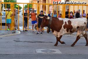 [P01] Un taur tacticos masoara strada in sus si in jos, calm si sigur pe el » foto by Doris77
 - 
<span class="allrVoted glyphicon glyphicon-heart hidden" id="av661408"></span>
<a class="m-l-10 hidden" id="sv661408" onclick="voting_Foto_DelVot(,661408,959)" role="button">șterge vot <span class="glyphicon glyphicon-remove"></span></a>
<a id="v9661408" class=" c-red"  onclick="voting_Foto_SetVot(661408)" role="button"><span class="glyphicon glyphicon-heart-empty"></span> <b>LIKE</b> = Votează poza</a> <img class="hidden"  id="f661408W9" src="/imagini/loader.gif" border="0" /><span class="AjErrMes hidden" id="e661408ErM"></span>