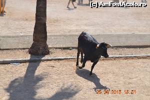 [P03] Un tauras in cautarea amatorilor de senzatii tari - in portul din Benicarlo » foto by Doris77
 - 
<span class="allrVoted glyphicon glyphicon-heart hidden" id="av661414"></span>
<a class="m-l-10 hidden" id="sv661414" onclick="voting_Foto_DelVot(,661414,959)" role="button">șterge vot <span class="glyphicon glyphicon-remove"></span></a>
<a id="v9661414" class=" c-red"  onclick="voting_Foto_SetVot(661414)" role="button"><span class="glyphicon glyphicon-heart-empty"></span> <b>LIKE</b> = Votează poza</a> <img class="hidden"  id="f661414W9" src="/imagini/loader.gif" border="0" /><span class="AjErrMes hidden" id="e661414ErM"></span>