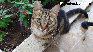 [P37] na, acum si tu vrei de mancare, MIAU MIAU?  » foto by elenaadina
 - 
<span class="allrVoted glyphicon glyphicon-heart hidden" id="av599870"></span>
<a class="m-l-10 hidden" id="sv599870" onclick="voting_Foto_DelVot(,599870,96)" role="button">șterge vot <span class="glyphicon glyphicon-remove"></span></a>
<a id="v9599870" class=" c-red"  onclick="voting_Foto_SetVot(599870)" role="button"><span class="glyphicon glyphicon-heart-empty"></span> <b>LIKE</b> = Votează poza</a> <img class="hidden"  id="f599870W9" src="/imagini/loader.gif" border="0" /><span class="AjErrMes hidden" id="e599870ErM"></span>