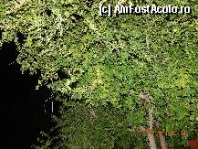 [P35] rodiile din curtea hotelului de pe marginea piscinei » foto by roloback
 - 
<span class="allrVoted glyphicon glyphicon-heart hidden" id="av243202"></span>
<a class="m-l-10 hidden" id="sv243202" onclick="voting_Foto_DelVot(,243202,960)" role="button">șterge vot <span class="glyphicon glyphicon-remove"></span></a>
<a id="v9243202" class=" c-red"  onclick="voting_Foto_SetVot(243202)" role="button"><span class="glyphicon glyphicon-heart-empty"></span> <b>LIKE</b> = Votează poza</a> <img class="hidden"  id="f243202W9" src="/imagini/loader.gif" border="0" /><span class="AjErrMes hidden" id="e243202ErM"></span>