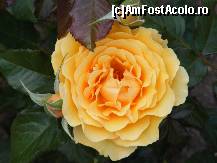 [P08] Floricele pe cimpii sa nu le adunati copii. » foto by zpedro*
 - 
<span class="allrVoted glyphicon glyphicon-heart hidden" id="av95732"></span>
<a class="m-l-10 hidden" id="sv95732" onclick="voting_Foto_DelVot(,95732,978)" role="button">șterge vot <span class="glyphicon glyphicon-remove"></span></a>
<a id="v995732" class=" c-red"  onclick="voting_Foto_SetVot(95732)" role="button"><span class="glyphicon glyphicon-heart-empty"></span> <b>LIKE</b> = Votează poza</a> <img class="hidden"  id="f95732W9" src="/imagini/loader.gif" border="0" /><span class="AjErrMes hidden" id="e95732ErM"></span>