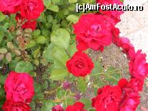 [P09] trandafirul rosu...., cu foarte multi ghimpi » foto by zpedro*
 - 
<span class="allrVoted glyphicon glyphicon-heart hidden" id="av95733"></span>
<a class="m-l-10 hidden" id="sv95733" onclick="voting_Foto_DelVot(,95733,978)" role="button">șterge vot <span class="glyphicon glyphicon-remove"></span></a>
<a id="v995733" class=" c-red"  onclick="voting_Foto_SetVot(95733)" role="button"><span class="glyphicon glyphicon-heart-empty"></span> <b>LIKE</b> = Votează poza</a> <img class="hidden"  id="f95733W9" src="/imagini/loader.gif" border="0" /><span class="AjErrMes hidden" id="e95733ErM"></span>