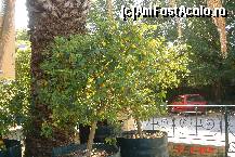 [P15] Arbustul Koumquat in faţa fabricii care procesează fructele.  » foto by Rodel
 - 
<span class="allrVoted glyphicon glyphicon-heart hidden" id="av472743"></span>
<a class="m-l-10 hidden" id="sv472743" onclick="voting_Foto_DelVot(,472743,993)" role="button">șterge vot <span class="glyphicon glyphicon-remove"></span></a>
<a id="v9472743" class=" c-red"  onclick="voting_Foto_SetVot(472743)" role="button"><span class="glyphicon glyphicon-heart-empty"></span> <b>LIKE</b> = Votează poza</a> <img class="hidden"  id="f472743W9" src="/imagini/loader.gif" border="0" /><span class="AjErrMes hidden" id="e472743ErM"></span>