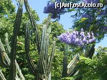[P06] cactusi si jakaranda infloriti cum doar in Andaluzia am mai vazut! » foto by Cristian_h
 - 
<span class="allrVoted glyphicon glyphicon-heart hidden" id="av98508"></span>
<a class="m-l-10 hidden" id="sv98508" onclick="voting_Foto_DelVot(,98508,993)" role="button">șterge vot <span class="glyphicon glyphicon-remove"></span></a>
<a id="v998508" class=" c-red"  onclick="voting_Foto_SetVot(98508)" role="button"><span class="glyphicon glyphicon-heart-empty"></span> <b>LIKE</b> = Votează poza</a> <img class="hidden"  id="f98508W9" src="/imagini/loader.gif" border="0" /><span class="AjErrMes hidden" id="e98508ErM"></span>