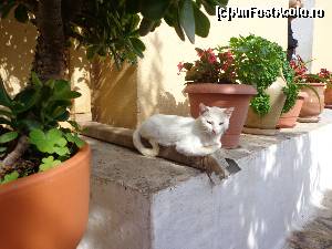 [P05] Manastirea Paleokastritsa: flori si pisici. Si liniste.  » foto by Ammelie
 - 
<span class="allrVoted glyphicon glyphicon-heart hidden" id="av623579"></span>
<a class="m-l-10 hidden" id="sv623579" onclick="voting_Foto_DelVot(,623579,993)" role="button">șterge vot <span class="glyphicon glyphicon-remove"></span></a>
<a id="v9623579" class=" c-red"  onclick="voting_Foto_SetVot(623579)" role="button"><span class="glyphicon glyphicon-heart-empty"></span> <b>LIKE</b> = Votează poza</a> <img class="hidden"  id="f623579W9" src="/imagini/loader.gif" border="0" /><span class="AjErrMes hidden" id="e623579ErM"></span>