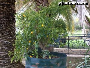 [P29] Koum quat la plantatia Mavromatis » foto by Zoazore
 - 
<span class="allrVoted glyphicon glyphicon-heart hidden" id="av644564"></span>
<a class="m-l-10 hidden" id="sv644564" onclick="voting_Foto_DelVot(,644564,993)" role="button">șterge vot <span class="glyphicon glyphicon-remove"></span></a>
<a id="v9644564" class=" c-red"  onclick="voting_Foto_SetVot(644564)" role="button"><span class="glyphicon glyphicon-heart-empty"></span> <b>LIKE</b> = Votează poza</a> <img class="hidden"  id="f644564W9" src="/imagini/loader.gif" border="0" /><span class="AjErrMes hidden" id="e644564ErM"></span>