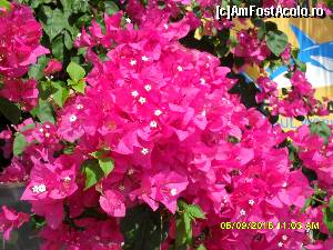 [P389] frumoasa floare de bougainvillea » foto by adryana
 - 
<span class="allrVoted glyphicon glyphicon-heart hidden" id="av672248"></span>
<a class="m-l-10 hidden" id="sv672248" onclick="voting_Foto_DelVot(,672248,993)" role="button">șterge vot <span class="glyphicon glyphicon-remove"></span></a>
<a id="v9672248" class=" c-red"  onclick="voting_Foto_SetVot(672248)" role="button"><span class="glyphicon glyphicon-heart-empty"></span> <b>LIKE</b> = Votează poza</a> <img class="hidden"  id="f672248W9" src="/imagini/loader.gif" border="0" /><span class="AjErrMes hidden" id="e672248ErM"></span>