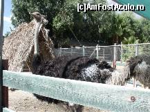 [P39] Minizoo » foto by monicutza
 - 
<span class="allrVoted glyphicon glyphicon-heart hidden" id="av398431"></span>
<a class="m-l-10 hidden" id="sv398431" onclick="voting_Foto_DelVot(,398431,995)" role="button">șterge vot <span class="glyphicon glyphicon-remove"></span></a>
<a id="v9398431" class=" c-red"  onclick="voting_Foto_SetVot(398431)" role="button"><span class="glyphicon glyphicon-heart-empty"></span> <b>LIKE</b> = Votează poza</a> <img class="hidden"  id="f398431W9" src="/imagini/loader.gif" border="0" /><span class="AjErrMes hidden" id="e398431ErM"></span>