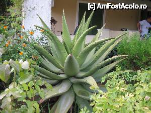 [P13] aloe in gradina hotelului » foto by florin petre
 - 
<span class="allrVoted glyphicon glyphicon-heart hidden" id="av467378"></span>
<a class="m-l-10 hidden" id="sv467378" onclick="voting_Foto_DelVot(,467378,996)" role="button">șterge vot <span class="glyphicon glyphicon-remove"></span></a>
<a id="v9467378" class=" c-red"  onclick="voting_Foto_SetVot(467378)" role="button"><span class="glyphicon glyphicon-heart-empty"></span> <b>LIKE</b> = Votează poza</a> <img class="hidden"  id="f467378W9" src="/imagini/loader.gif" border="0" /><span class="AjErrMes hidden" id="e467378ErM"></span>