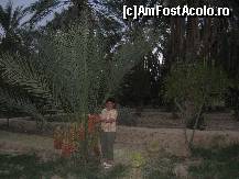 [P19] La cules în grădina hotelului Oasis din deşert » foto by EDITCEC
 - 
<span class="allrVoted glyphicon glyphicon-heart hidden" id="av67422"></span>
<a class="m-l-10 hidden" id="sv67422" onclick="voting_Foto_DelVot(,67422,997)" role="button">șterge vot <span class="glyphicon glyphicon-remove"></span></a>
<a id="v967422" class=" c-red"  onclick="voting_Foto_SetVot(67422)" role="button"><span class="glyphicon glyphicon-heart-empty"></span> <b>LIKE</b> = Votează poza</a> <img class="hidden"  id="f67422W9" src="/imagini/loader.gif" border="0" /><span class="AjErrMes hidden" id="e67422ErM"></span>