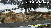 [P21] stana de oi pe langa care am trecut. » foto by adryana
 - 
<span class="allrVoted glyphicon glyphicon-heart hidden" id="av293348"></span>
<a class="m-l-10 hidden" id="sv293348" onclick="voting_Foto_DelVot(,293348,1000)" role="button">șterge vot <span class="glyphicon glyphicon-remove"></span></a>
<a id="v9293348" class=" c-red"  onclick="voting_Foto_SetVot(293348)" role="button"><span class="glyphicon glyphicon-heart-empty"></span> <b>LIKE</b> = Votează poza</a> <img class="hidden"  id="f293348W9" src="/imagini/loader.gif" border="0" /><span class="AjErrMes hidden" id="e293348ErM"></span>