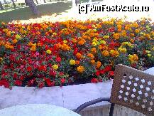 [P13] aceasta poza imi umple sufletul de veselie,dementiala sunt florile din aranjamentul de langa poll bar in dreapta...super...nu am cuvinte..sunt ff ingrijite..vedeti si voi.. » foto by VIO
 - 
<span class="allrVoted glyphicon glyphicon-heart hidden" id="av239631"></span>
<a class="m-l-10 hidden" id="sv239631" onclick="voting_Foto_DelVot(,239631,1040)" role="button">șterge vot <span class="glyphicon glyphicon-remove"></span></a>
<a id="v9239631" class=" c-red"  onclick="voting_Foto_SetVot(239631)" role="button"><span class="glyphicon glyphicon-heart-empty"></span> <b>LIKE</b> = Votează poza</a> <img class="hidden"  id="f239631W9" src="/imagini/loader.gif" border="0" /><span class="AjErrMes hidden" id="e239631ErM"></span>