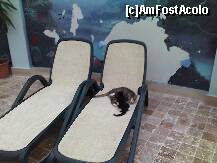 [P21] pisic la piscina interioara » foto by xxxrobi*
 - 
<span class="allrVoted glyphicon glyphicon-heart hidden" id="av216167"></span>
<a class="m-l-10 hidden" id="sv216167" onclick="voting_Foto_DelVot(,216167,1057)" role="button">șterge vot <span class="glyphicon glyphicon-remove"></span></a>
<a id="v9216167" class=" c-red"  onclick="voting_Foto_SetVot(216167)" role="button"><span class="glyphicon glyphicon-heart-empty"></span> <b>LIKE</b> = Votează poza</a> <img class="hidden"  id="f216167W9" src="/imagini/loader.gif" border="0" /><span class="AjErrMes hidden" id="e216167ErM"></span>