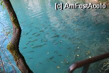 [P14] Plitvice - pesti 'domestici', daca se poate spune asa... » foto by miticat*
 - 
<span class="allrVoted glyphicon glyphicon-heart hidden" id="av3285"></span>
<a class="m-l-10 hidden" id="sv3285" onclick="voting_Foto_DelVot(,3285,1065)" role="button">șterge vot <span class="glyphicon glyphicon-remove"></span></a>
<a id="v93285" class=" c-red"  onclick="voting_Foto_SetVot(3285)" role="button"><span class="glyphicon glyphicon-heart-empty"></span> <b>LIKE</b> = Votează poza</a> <img class="hidden"  id="f3285W9" src="/imagini/loader.gif" border="0" /><span class="AjErrMes hidden" id="e3285ErM"></span>