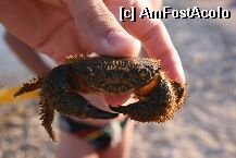 [P15] Un crab suparat. A fost redat marii dupa sedinta foto. » foto by miticat*
 - 
<span class="allrVoted glyphicon glyphicon-heart hidden" id="av3286"></span>
<a class="m-l-10 hidden" id="sv3286" onclick="voting_Foto_DelVot(,3286,1065)" role="button">șterge vot <span class="glyphicon glyphicon-remove"></span></a>
<a id="v93286" class=" c-red"  onclick="voting_Foto_SetVot(3286)" role="button"><span class="glyphicon glyphicon-heart-empty"></span> <b>LIKE</b> = Votează poza</a> <img class="hidden"  id="f3286W9" src="/imagini/loader.gif" border="0" /><span class="AjErrMes hidden" id="e3286ErM"></span>