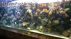 [P27] Mardan Palace - acvariu » foto by nicole33
 - 
<span class="allrVoted glyphicon glyphicon-heart hidden" id="av1136846"></span>
<a class="m-l-10 hidden" id="sv1136846" onclick="voting_Foto_DelVot(,1136846,1096)" role="button">șterge vot <span class="glyphicon glyphicon-remove"></span></a>
<a id="v91136846" class=" c-red"  onclick="voting_Foto_SetVot(1136846)" role="button"><span class="glyphicon glyphicon-heart-empty"></span> <b>LIKE</b> = Votează poza</a> <img class="hidden"  id="f1136846W9" src="/imagini/loader.gif" border="0" /><span class="AjErrMes hidden" id="e1136846ErM"></span>