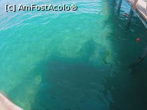 [P14] Te imbie la sarit » foto by 4ndrei
 - 
<span class="allrVoted glyphicon glyphicon-heart hidden" id="av1242360"></span>
<a class="m-l-10 hidden" id="sv1242360" onclick="voting_Foto_DelVot(,1242360,1101)" role="button">șterge vot <span class="glyphicon glyphicon-remove"></span></a>
<a id="v91242360" class=" c-red"  onclick="voting_Foto_SetVot(1242360)" role="button"><span class="glyphicon glyphicon-heart-empty"></span> <b>LIKE</b> = Votează poza</a> <img class="hidden"  id="f1242360W9" src="/imagini/loader.gif" border="0" /><span class="AjErrMes hidden" id="e1242360ErM"></span>