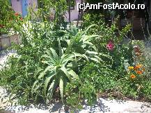 [P25] Aloe » foto by georgiana
 - 
<span class="allrVoted glyphicon glyphicon-heart hidden" id="av31059"></span>
<a class="m-l-10 hidden" id="sv31059" onclick="voting_Foto_DelVot(,31059,1121)" role="button">șterge vot <span class="glyphicon glyphicon-remove"></span></a>
<a id="v931059" class=" c-red"  onclick="voting_Foto_SetVot(31059)" role="button"><span class="glyphicon glyphicon-heart-empty"></span> <b>LIKE</b> = Votează poza</a> <img class="hidden"  id="f31059W9" src="/imagini/loader.gif" border="0" /><span class="AjErrMes hidden" id="e31059ErM"></span>