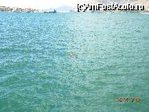 [P06] Am reusit sa fotografiez o carretta in portul Argostoli » foto by bitnic
 - 
<span class="allrVoted glyphicon glyphicon-heart hidden" id="av52254"></span>
<a class="m-l-10 hidden" id="sv52254" onclick="voting_Foto_DelVot(,52254,1121)" role="button">șterge vot <span class="glyphicon glyphicon-remove"></span></a>
<a id="v952254" class=" c-red"  onclick="voting_Foto_SetVot(52254)" role="button"><span class="glyphicon glyphicon-heart-empty"></span> <b>LIKE</b> = Votează poza</a> <img class="hidden"  id="f52254W9" src="/imagini/loader.gif" border="0" /><span class="AjErrMes hidden" id="e52254ErM"></span>