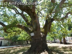 [P10] Arbore la manastire » foto by plummy
 - 
<span class="allrVoted glyphicon glyphicon-heart hidden" id="av806955"></span>
<a class="m-l-10 hidden" id="sv806955" onclick="voting_Foto_DelVot(,806955,1121)" role="button">șterge vot <span class="glyphicon glyphicon-remove"></span></a>
<a id="v9806955" class=" c-red"  onclick="voting_Foto_SetVot(806955)" role="button"><span class="glyphicon glyphicon-heart-empty"></span> <b>LIKE</b> = Votează poza</a> <img class="hidden"  id="f806955W9" src="/imagini/loader.gif" border="0" /><span class="AjErrMes hidden" id="e806955ErM"></span>