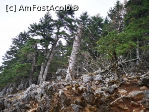 [P58] Brazi falnici pe Ainos Oros » foto by crismis
 - 
<span class="allrVoted glyphicon glyphicon-heart hidden" id="av1268674"></span>
<a class="m-l-10 hidden" id="sv1268674" onclick="voting_Foto_DelVot(,1268674,1121)" role="button">șterge vot <span class="glyphicon glyphicon-remove"></span></a>
<a id="v91268674" class=" c-red"  onclick="voting_Foto_SetVot(1268674)" role="button"><span class="glyphicon glyphicon-heart-empty"></span> <b>LIKE</b> = Votează poza</a> <img class="hidden"  id="f1268674W9" src="/imagini/loader.gif" border="0" /><span class="AjErrMes hidden" id="e1268674ErM"></span>