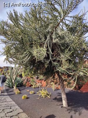 [P21] Jardin de Cactus » foto by crismis
 - 
<span class="allrVoted glyphicon glyphicon-heart hidden" id="av1483713"></span>
<a class="m-l-10 hidden" id="sv1483713" onclick="voting_Foto_DelVot(,1483713,1154)" role="button">șterge vot <span class="glyphicon glyphicon-remove"></span></a>
<a id="v91483713" class=" c-red"  onclick="voting_Foto_SetVot(1483713)" role="button"><span class="glyphicon glyphicon-heart-empty"></span> <b>LIKE</b> = Votează poza</a> <img class="hidden"  id="f1483713W9" src="/imagini/loader.gif" border="0" /><span class="AjErrMes hidden" id="e1483713ErM"></span>