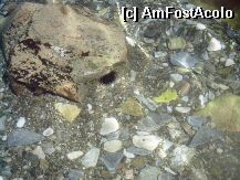 [P01] domnul arici de mare de care va povesteam » foto by laviniaelena21
 - 
<span class="allrVoted glyphicon glyphicon-heart hidden" id="av3539"></span>
<a class="m-l-10 hidden" id="sv3539" onclick="voting_Foto_DelVot(,3539,1159)" role="button">șterge vot <span class="glyphicon glyphicon-remove"></span></a>
<a id="v93539" class=" c-red"  onclick="voting_Foto_SetVot(3539)" role="button"><span class="glyphicon glyphicon-heart-empty"></span> <b>LIKE</b> = Votează poza</a> <img class="hidden"  id="f3539W9" src="/imagini/loader.gif" border="0" /><span class="AjErrMes hidden" id="e3539ErM"></span>